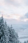 大雪覆盖的圣诞树
