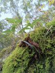 小草