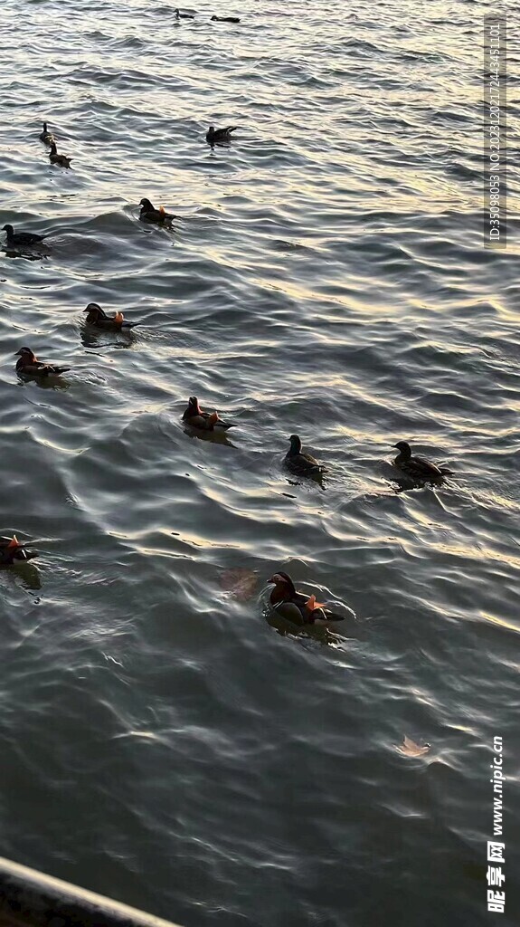 西湖鹌鹑