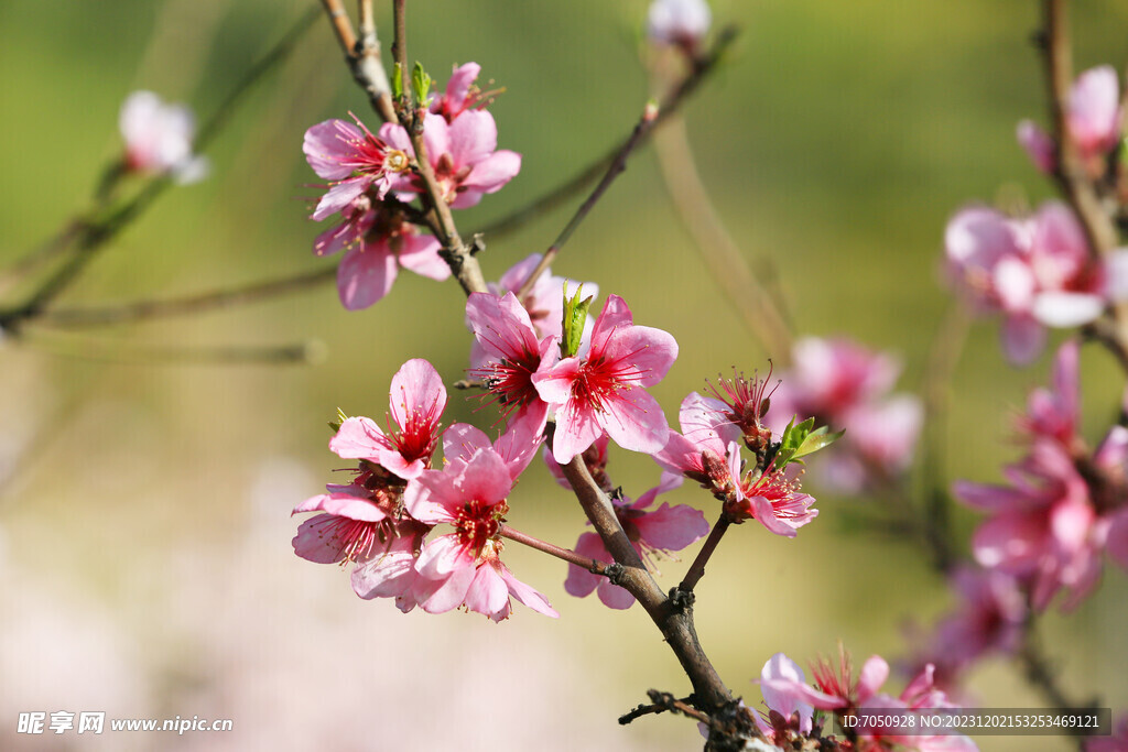 唯美桃花特写