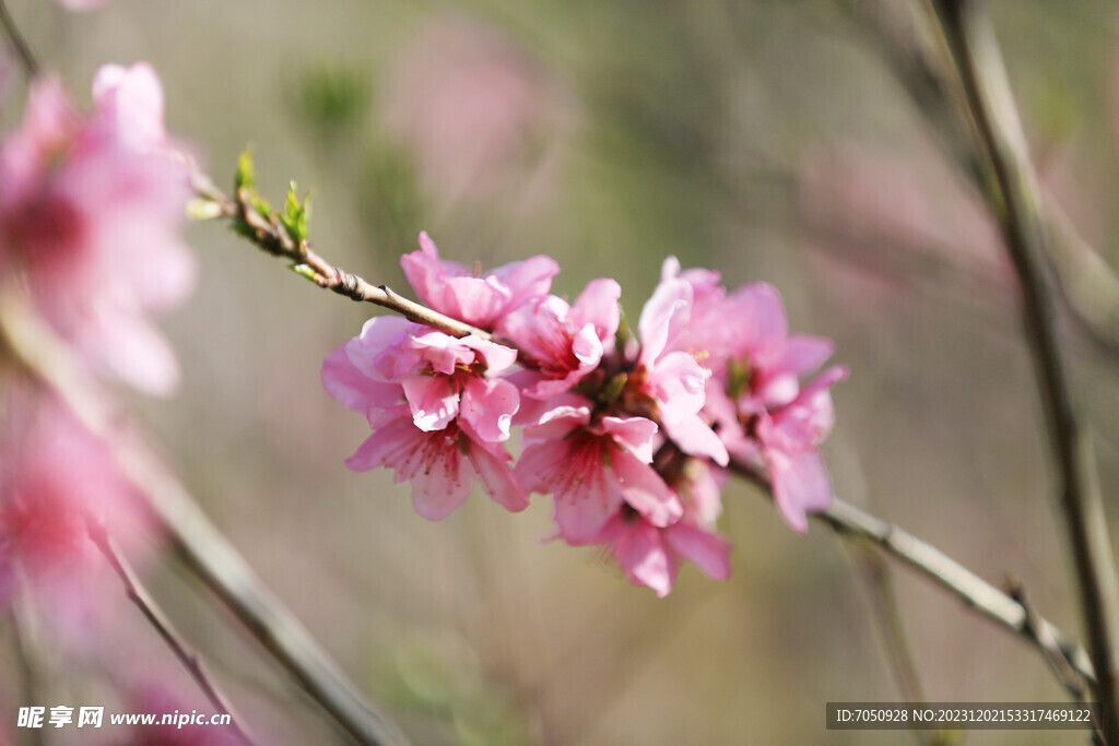 桃花背景特写