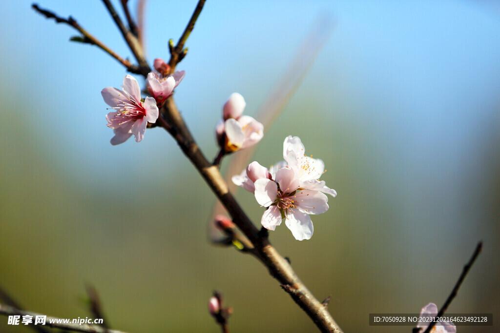 桃花素材