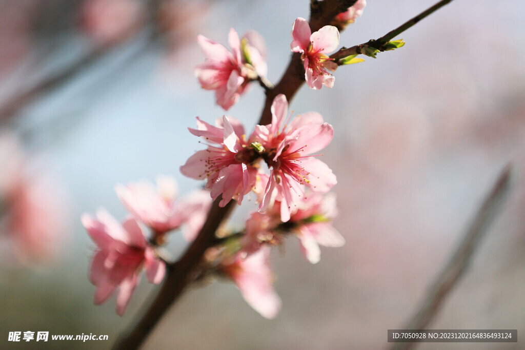 桃花特写