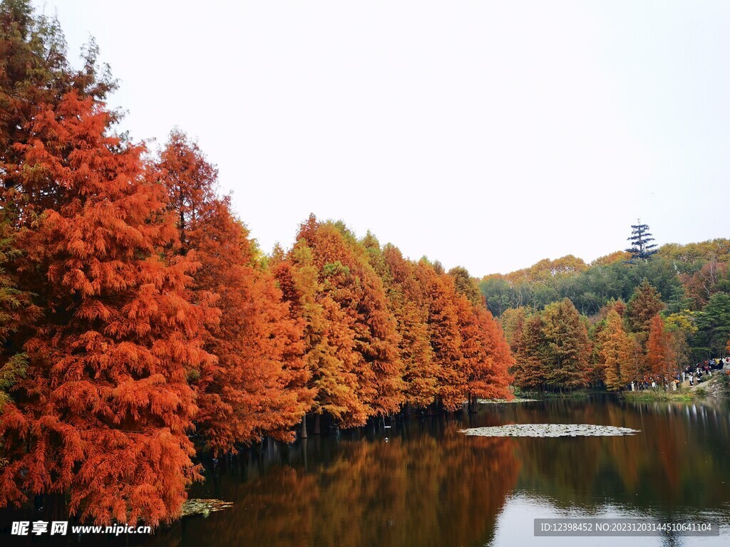 湖边的水杉