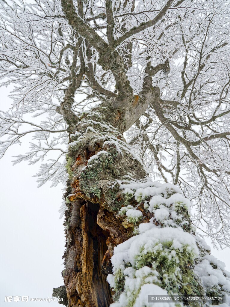 山林