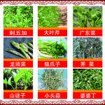 山野菜海报