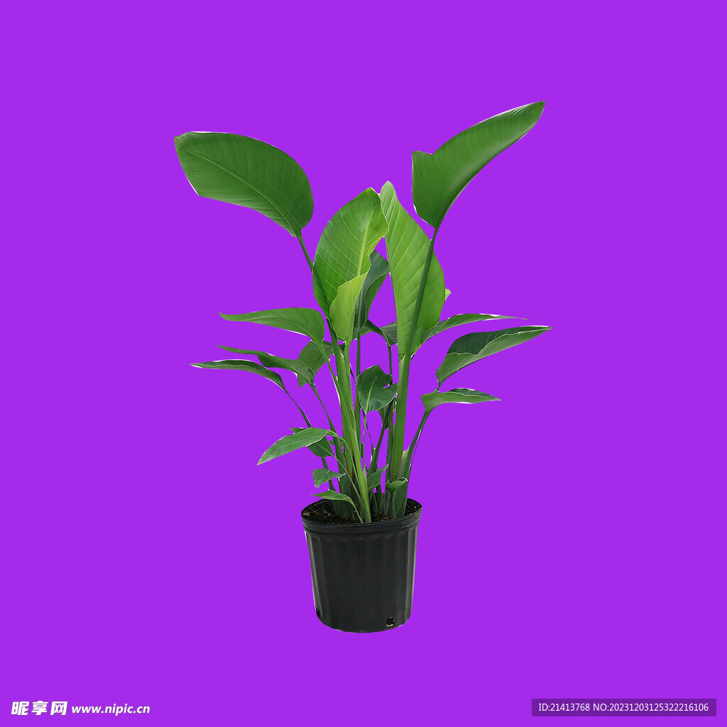 手绘绿植绿叶