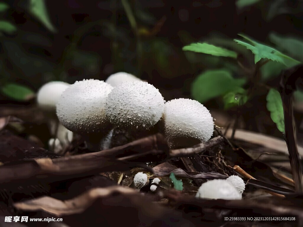 蘑菇