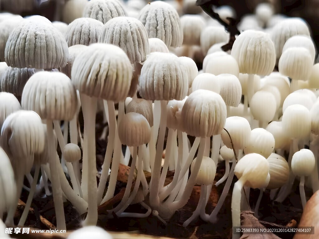 蘑菇