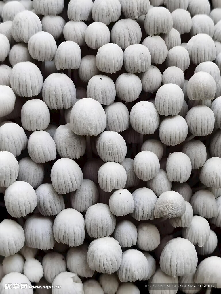 蘑菇