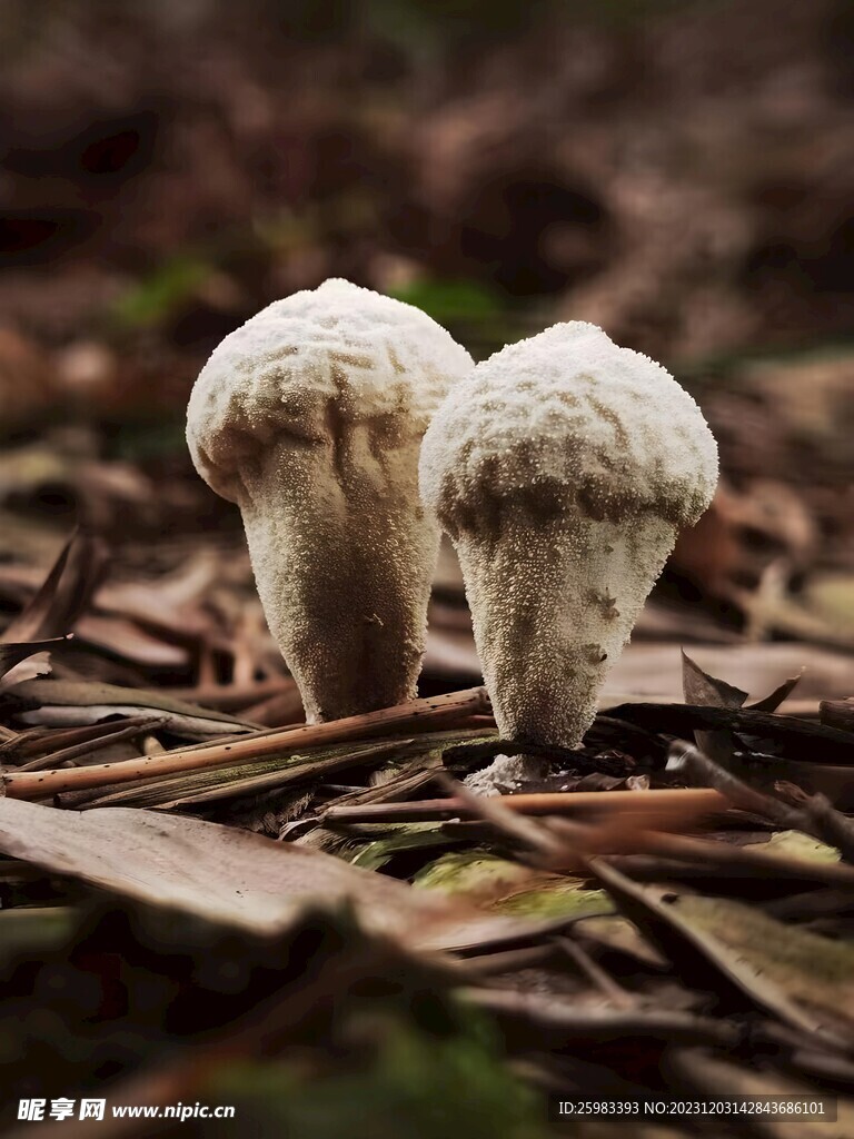 蘑菇