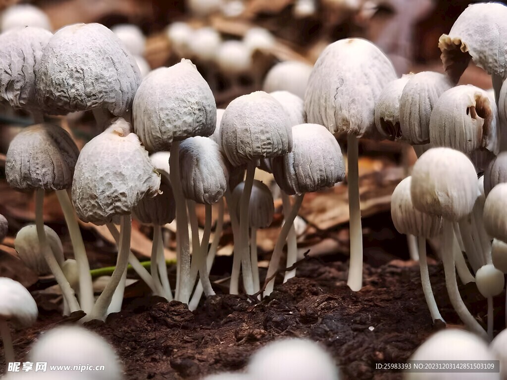 蘑菇