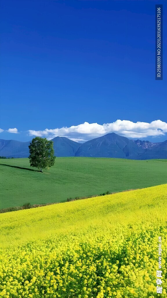 山谷油菜田