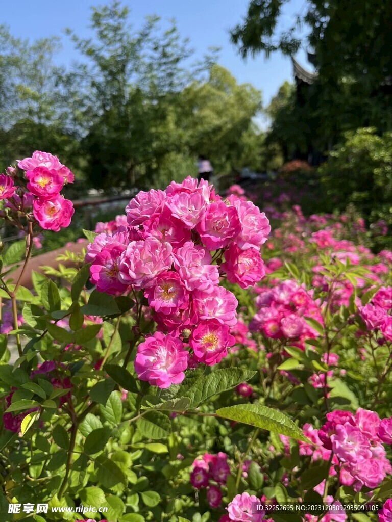 小粉花