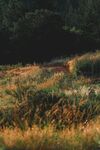 山野草丛