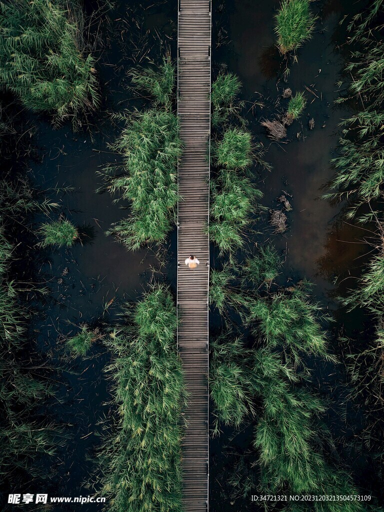 林中长桥