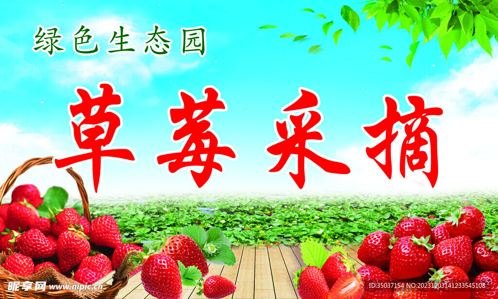 草莓采摘