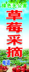 草莓采摘