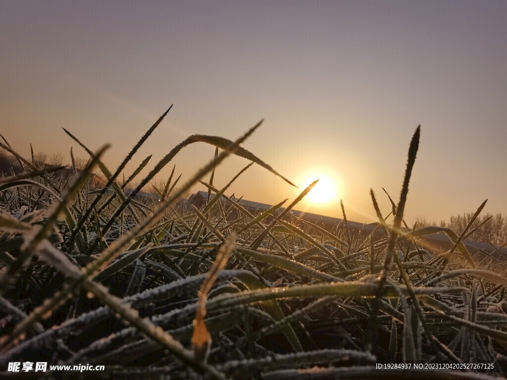 阳光  霜   小麦 