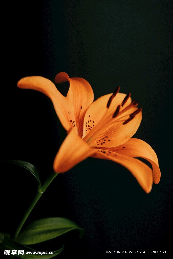 百合花