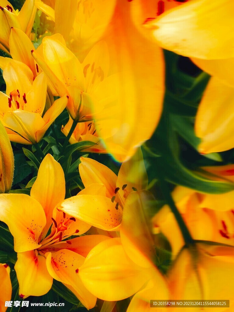 百合