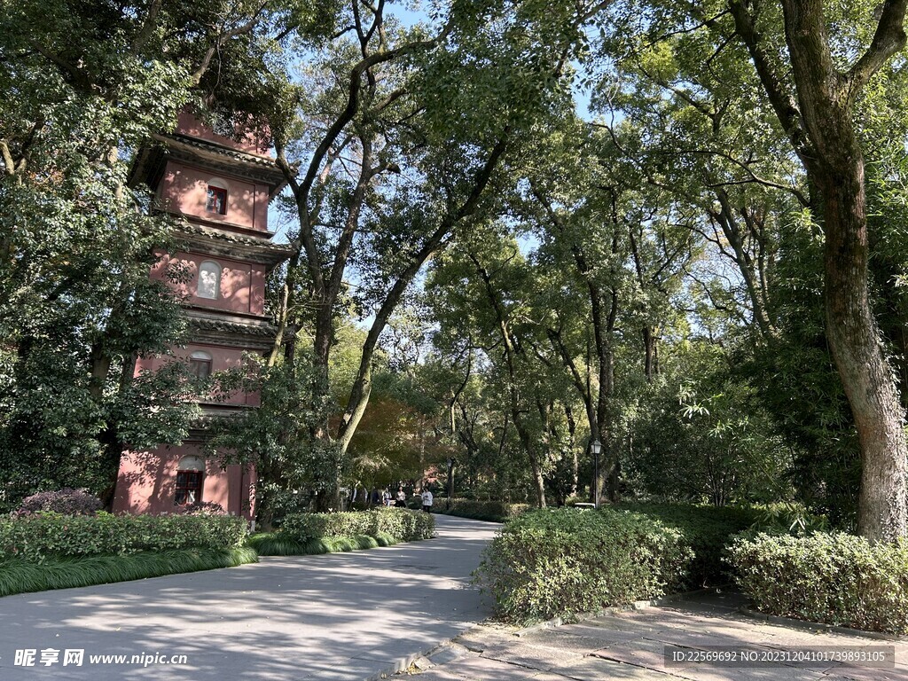 大树
