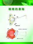 眼睛解剖图