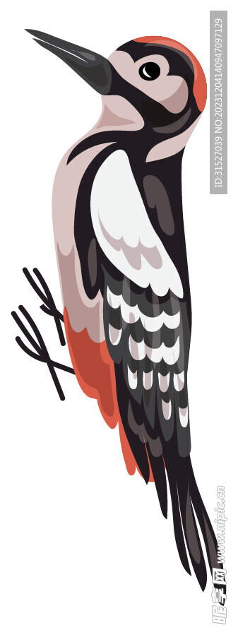 啄木鸟插画