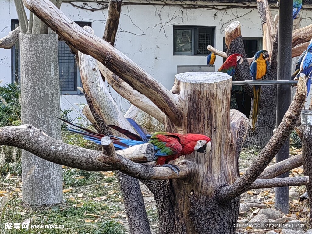 鹦鹉