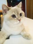 猫咪白色