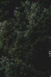松树枝