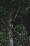 枫树和草丛