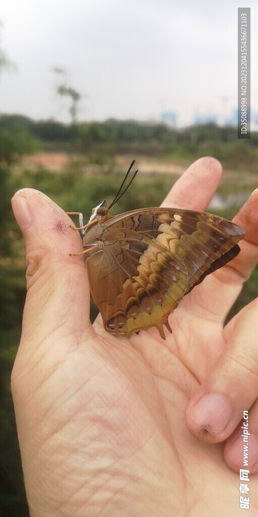 手上蝴蝶