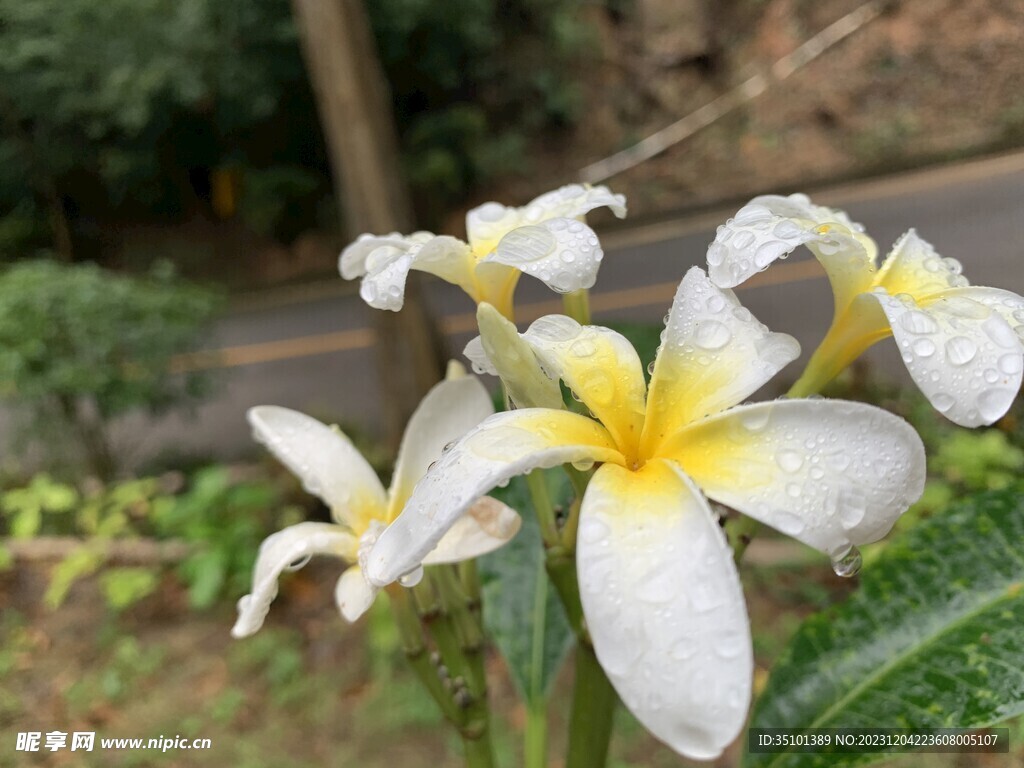 鸡蛋花