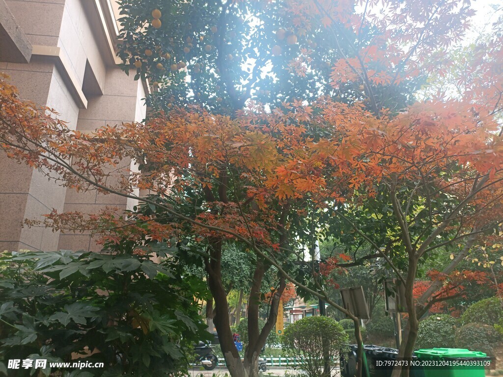 小区绿化
