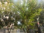 园林景观