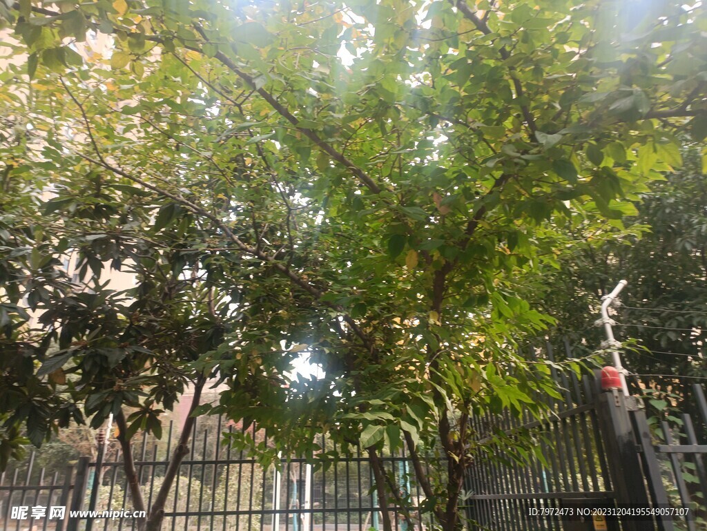 园林景观
