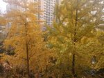 小区银杏