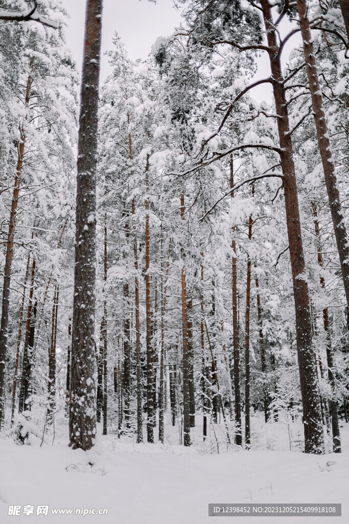 森林雪景