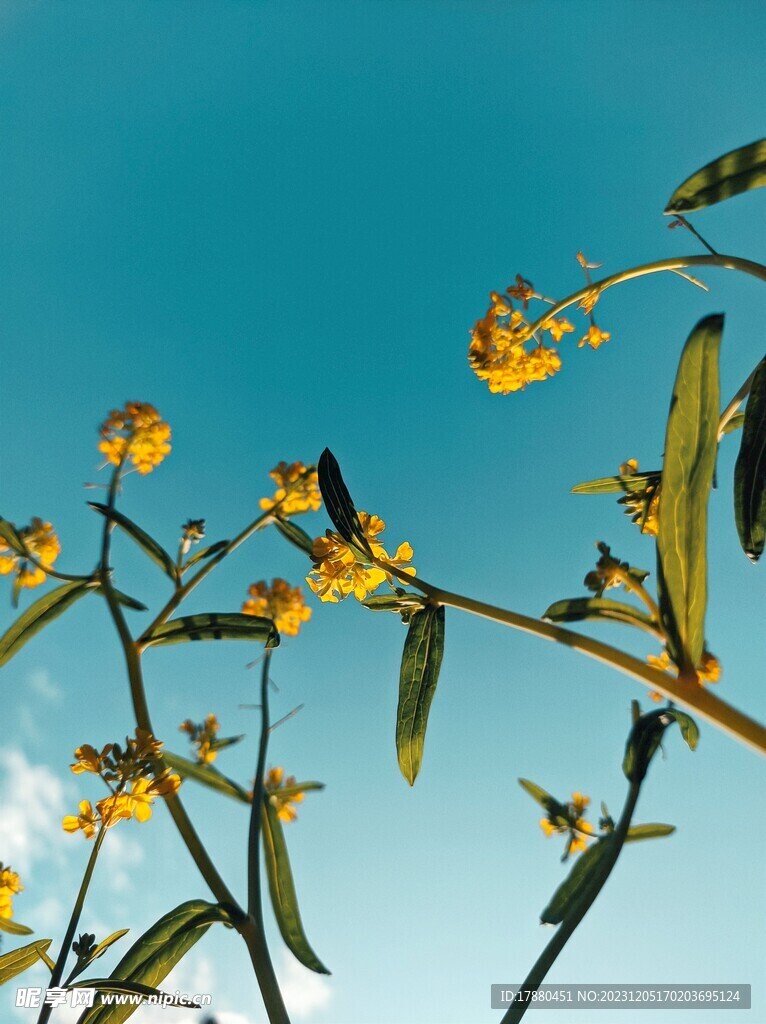油菜花