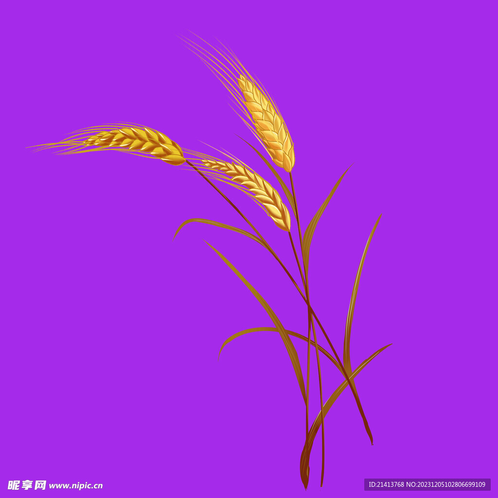 手绘麦子麦穗