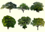 各种绿色树木景观树元素
