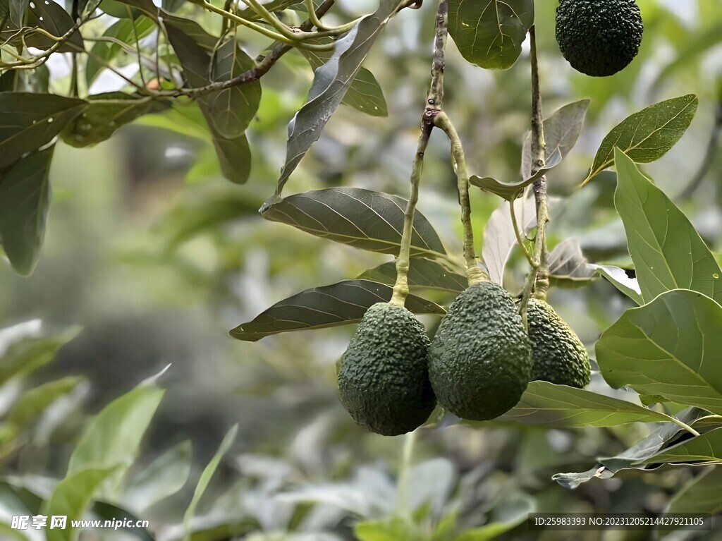 牛油果栽培