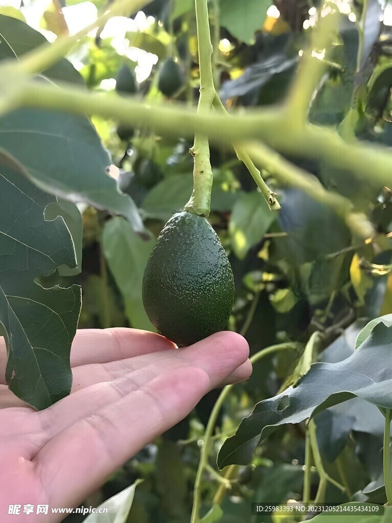 牛油果栽培