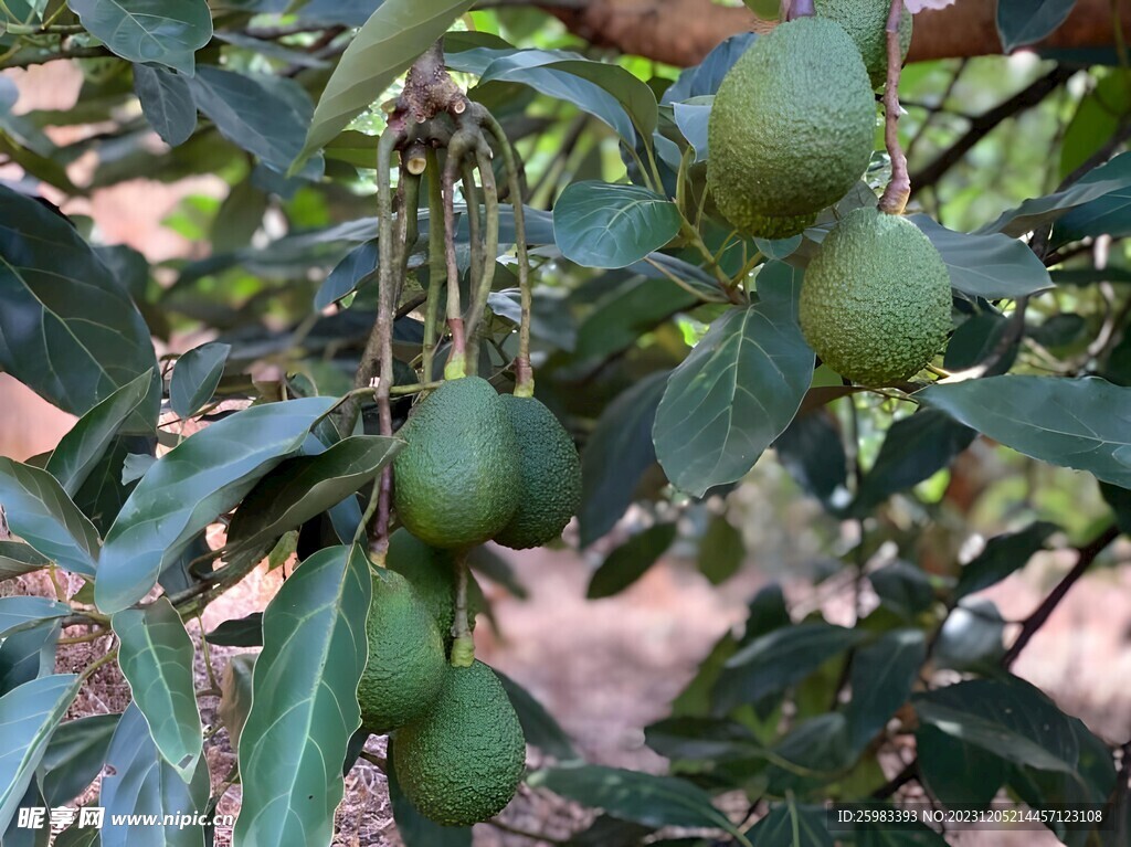 牛油果栽培