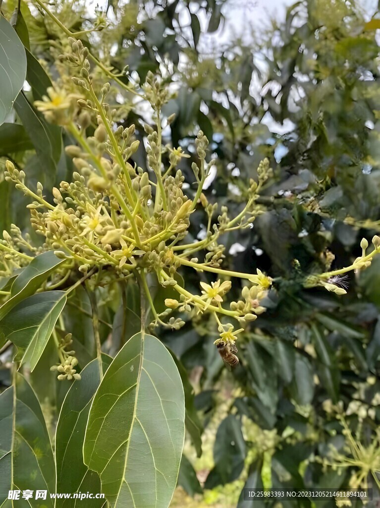 牛油果栽培