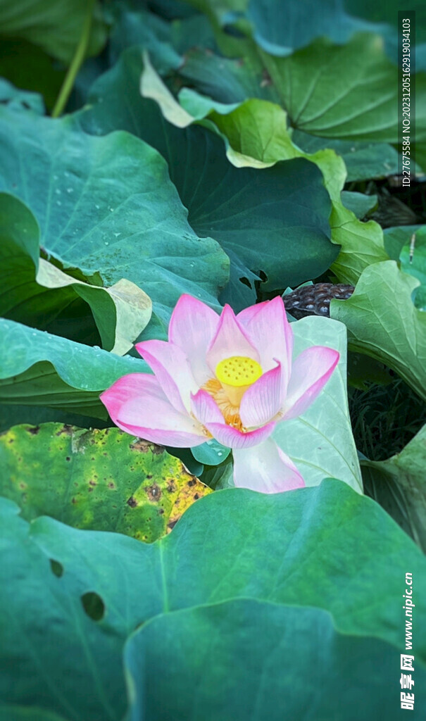 荷花