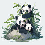 大熊猫插图