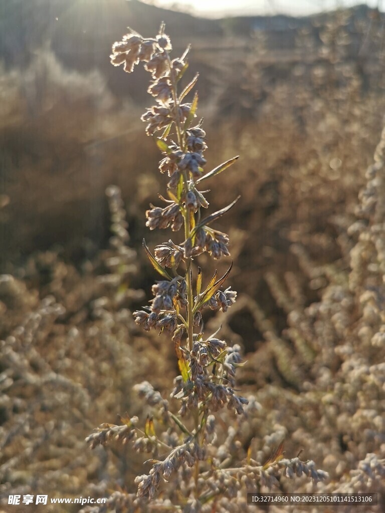 阳光下的干草花