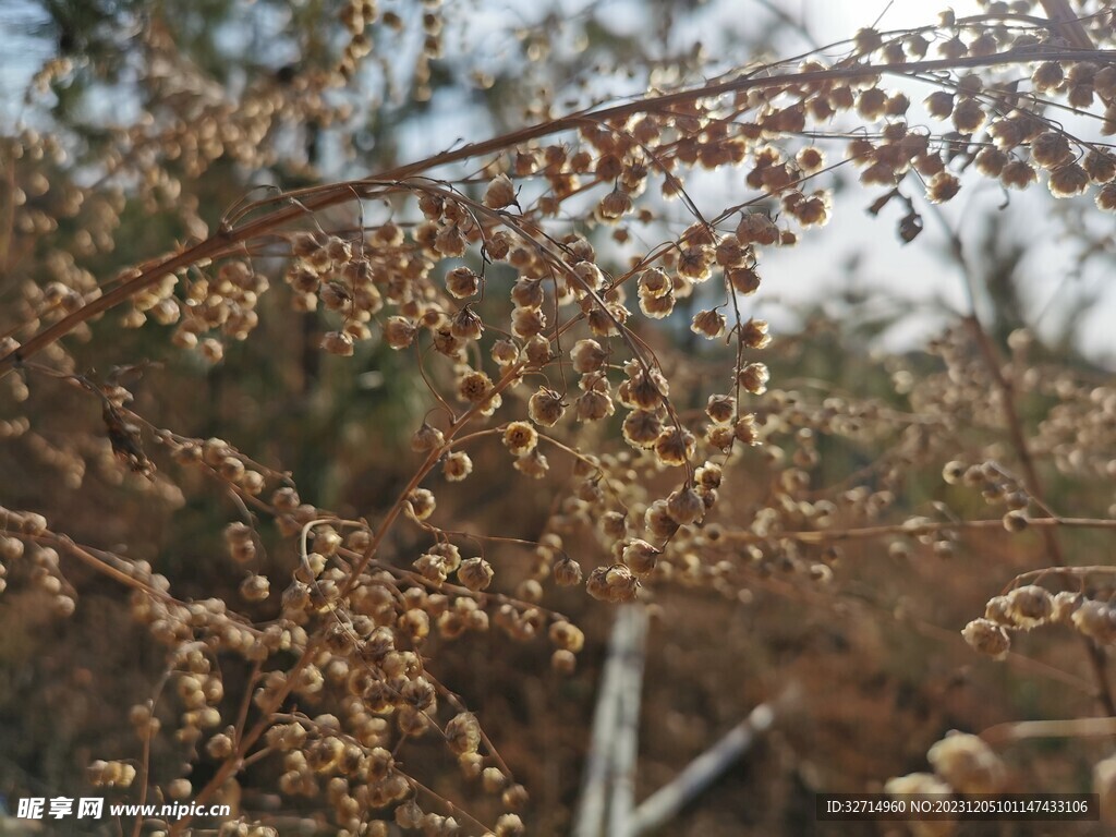 阳光下的干草花